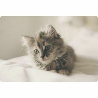 placemats-plastic-animal cat