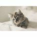 placemats-plastic-animal cat